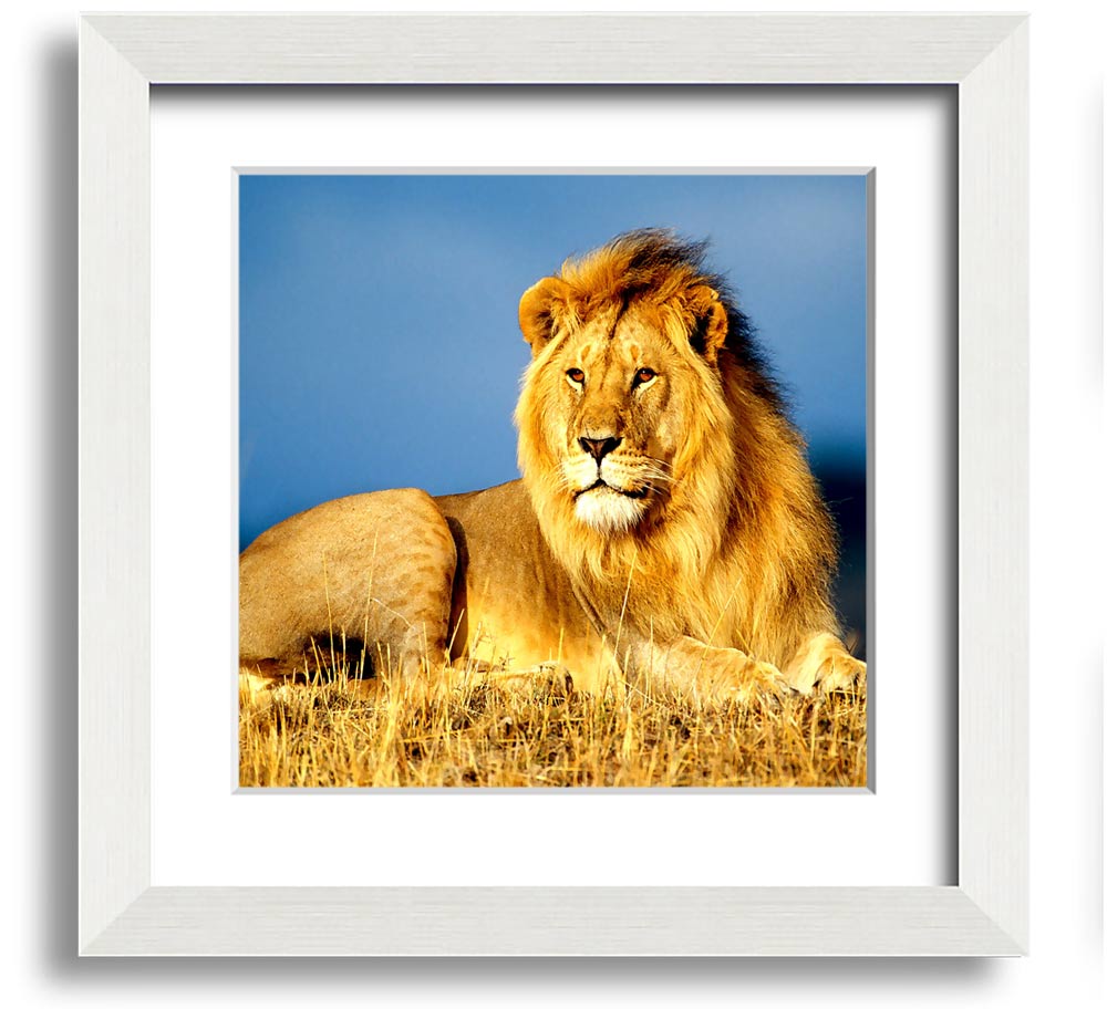 A beautifully framed print of an African lion, showcasing its majestic features and vibrant colors, ready to hang on the wall.