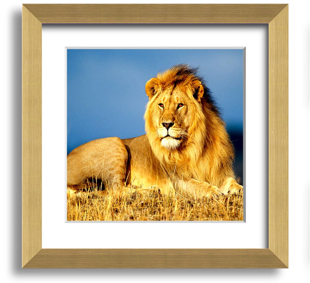 A beautifully framed print of an African lion, showcasing its majestic features and vibrant colors, ready to hang on the wall.