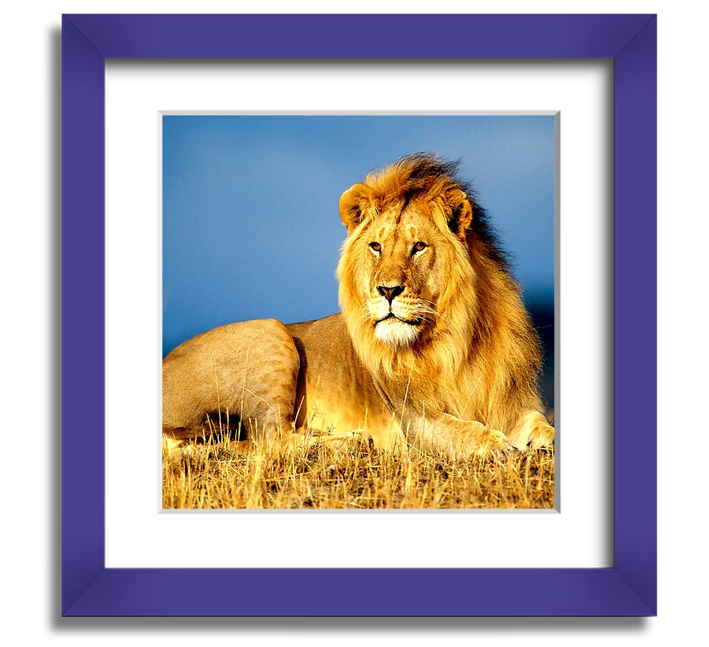 A beautifully framed print of an African lion, showcasing its majestic features and vibrant colors, ready to hang on the wall.