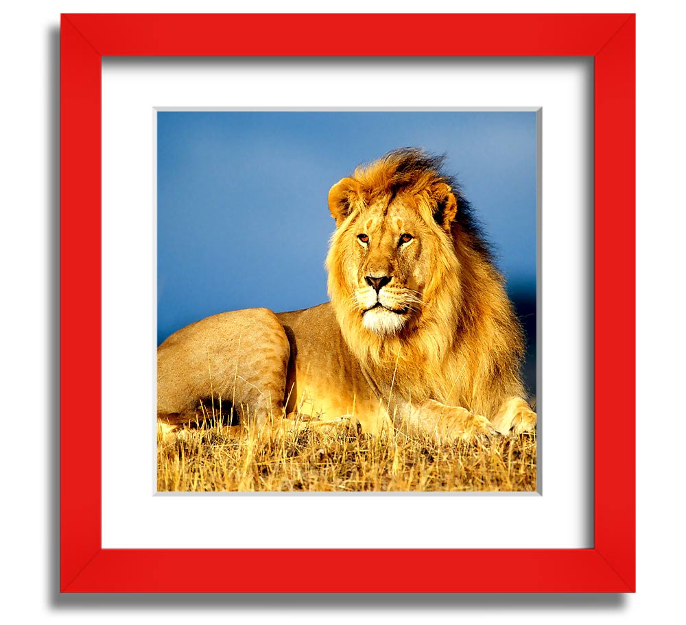 A beautifully framed print of an African lion, showcasing its majestic features and vibrant colors, ready to hang on the wall.