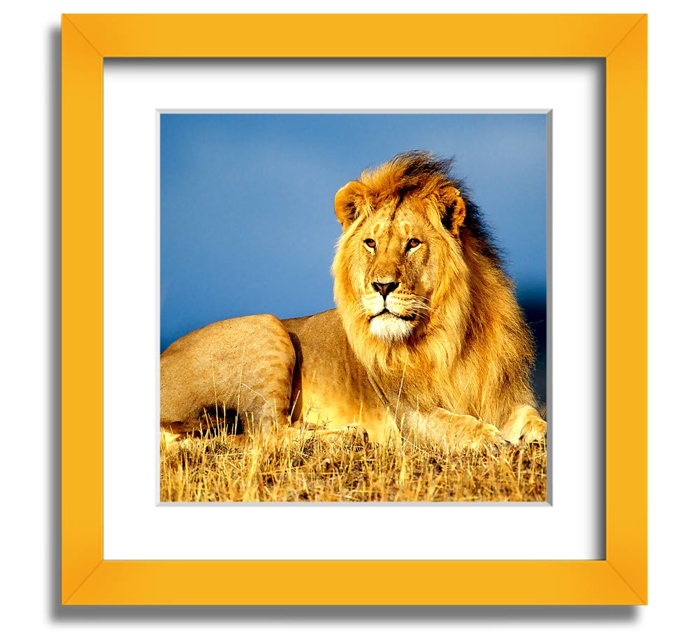 A beautifully framed print of an African lion, showcasing its majestic features and vibrant colors, ready to hang on the wall.