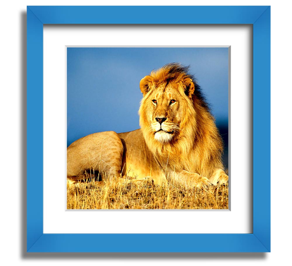 A beautifully framed print of an African lion, showcasing its majestic features and vibrant colors, ready to hang on the wall.