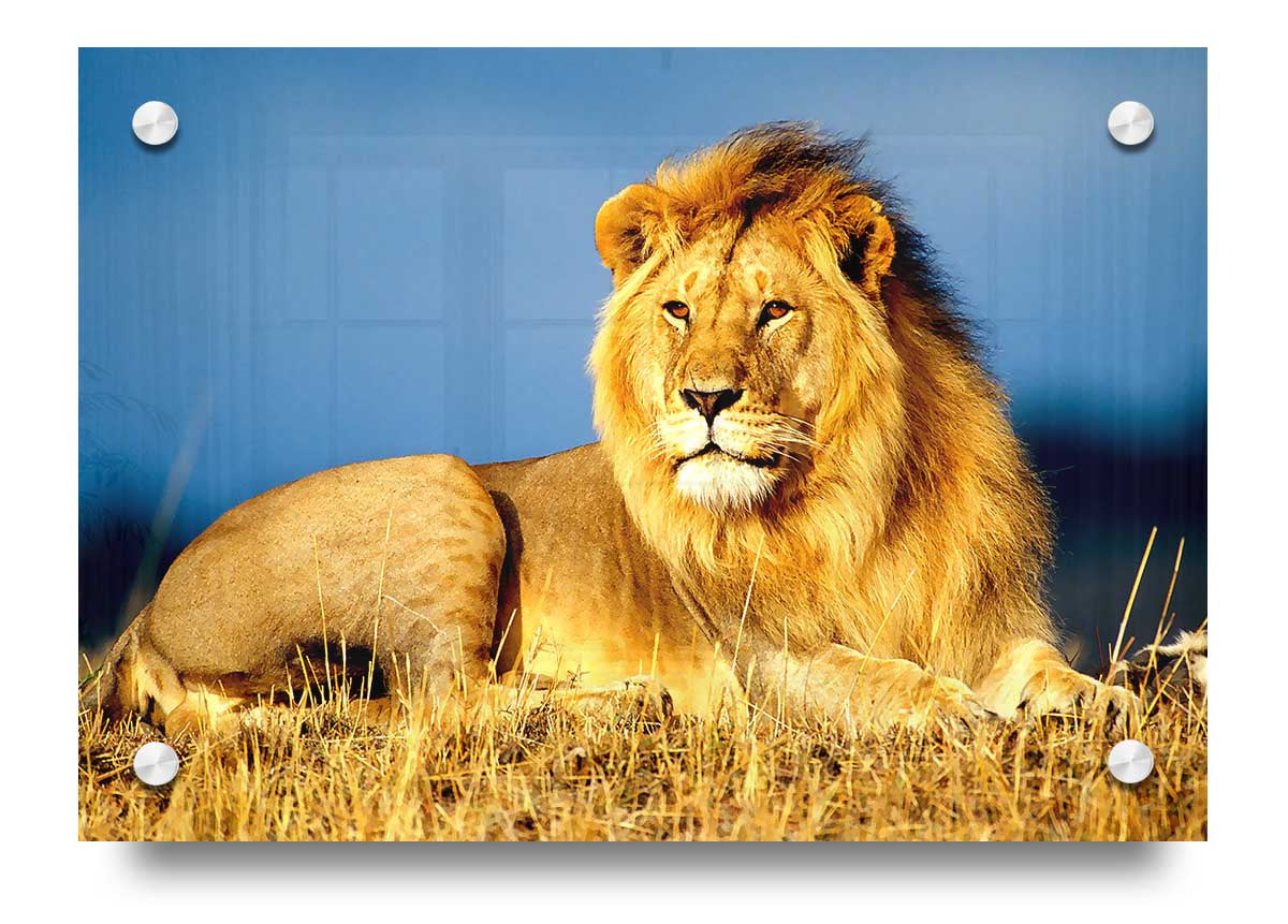 A vibrant acrylic print of an African lion, showcasing its majestic features and colors, ready to hang on a wall.