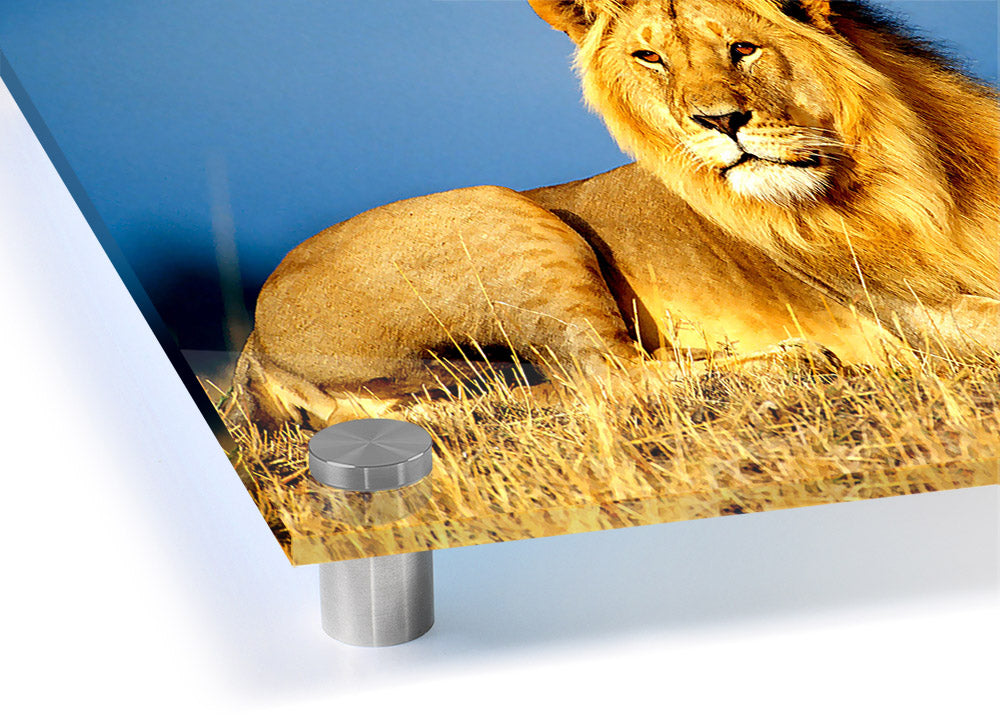 A vibrant acrylic print of an African lion, showcasing its majestic features and colors, ready to hang on a wall.