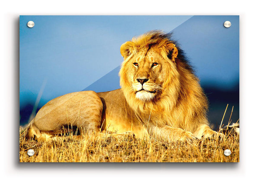 A vibrant acrylic print of an African lion, showcasing its majestic features and colors, ready to hang on a wall.