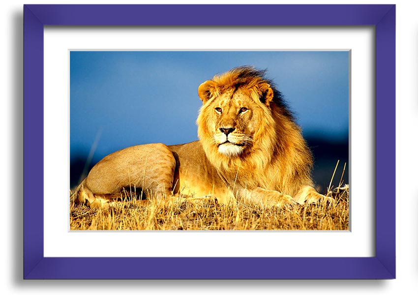 A beautifully framed print of an African lion, showcasing its majestic features and vibrant colors, ready to hang on the wall.