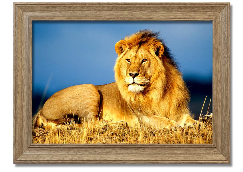 A beautifully framed print of an African lion, showcasing its majestic features and vibrant colors, ready to hang on the wall.