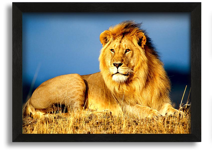 A beautifully framed print of an African lion, showcasing its majestic features and vibrant colors, ready to hang on the wall.