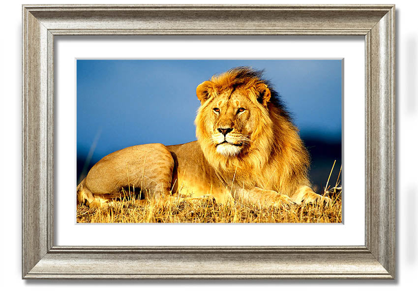 A beautifully framed print of an African lion, showcasing its majestic features and vibrant colors, ready to hang on the wall.