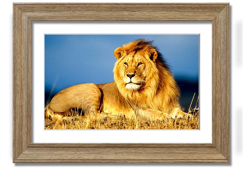 A beautifully framed print of an African lion, showcasing its majestic features and vibrant colors, ready to hang on the wall.