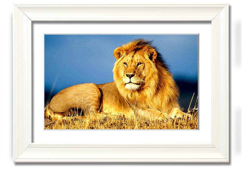 A beautifully framed print of an African lion, showcasing its majestic features and vibrant colors, ready to hang on the wall.