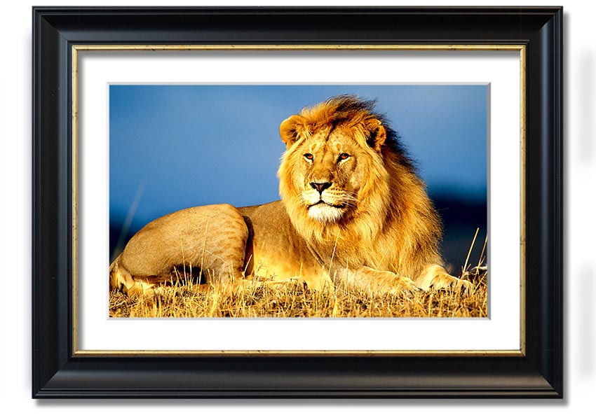 A beautifully framed print of an African lion, showcasing its majestic features and vibrant colors, ready to hang on the wall.