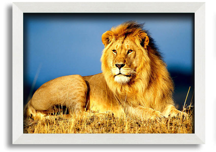 A beautifully framed print of an African lion, showcasing its majestic features and vibrant colors, ready to hang on the wall.