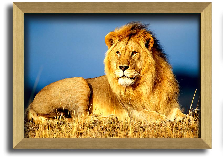 A beautifully framed print of an African lion, showcasing its majestic features and vibrant colors, ready to hang on the wall.