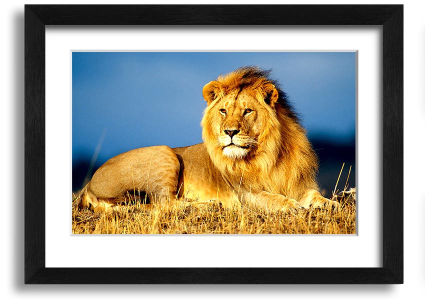 A beautifully framed print of an African lion, showcasing its majestic features and vibrant colors, ready to hang on the wall.