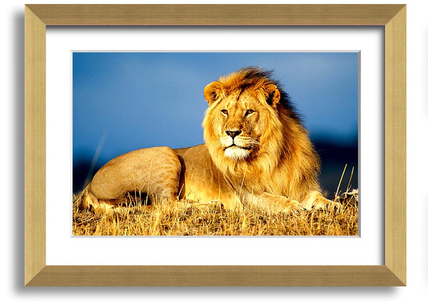 A beautifully framed print of an African lion, showcasing its majestic features and vibrant colors, ready to hang on the wall.