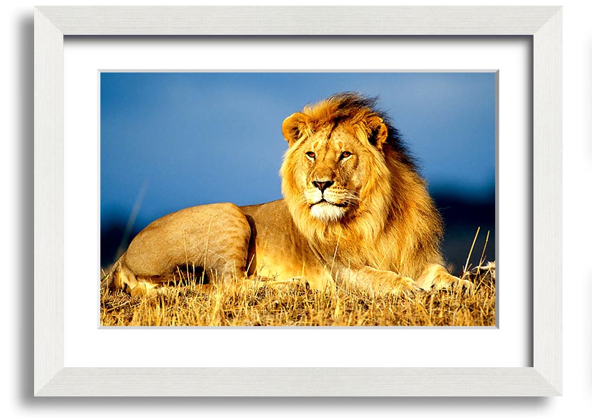 A beautifully framed print of an African lion, showcasing its majestic features and vibrant colors, ready to hang on the wall.