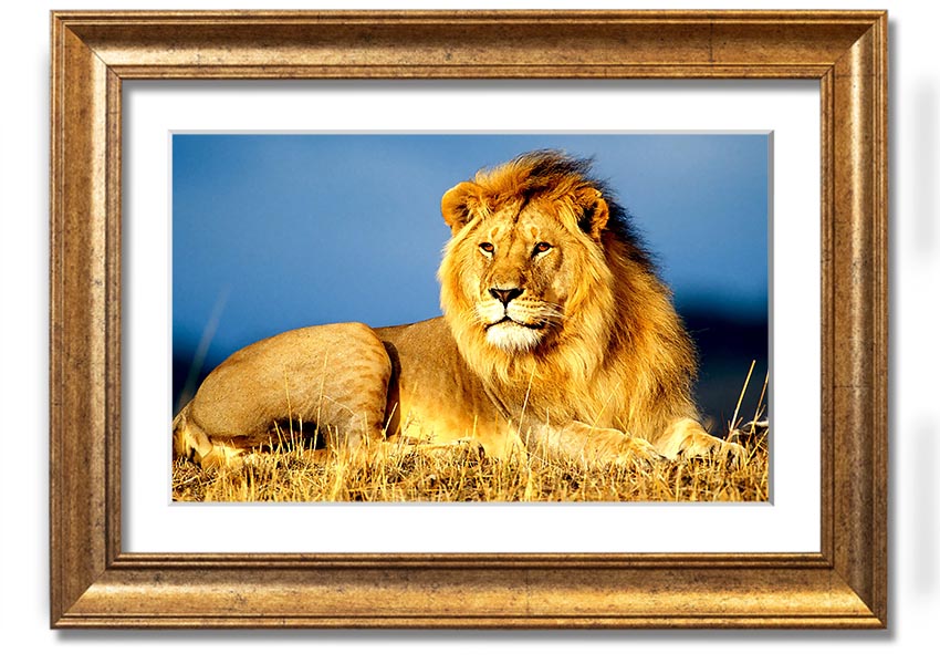 A beautifully framed print of an African lion, showcasing its majestic features and vibrant colors, ready to hang on the wall.