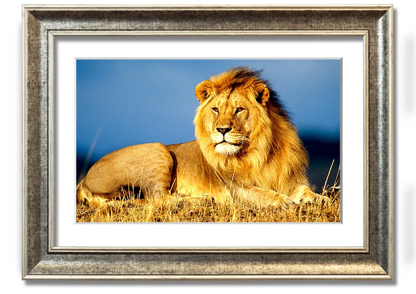 A beautifully framed print of an African lion, showcasing its majestic features and vibrant colors, ready to hang on the wall.