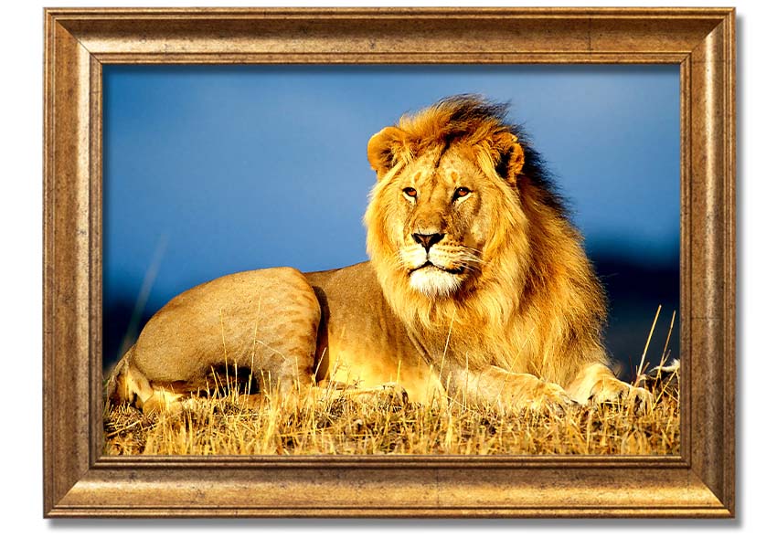 A beautifully framed print of an African lion, showcasing its majestic features and vibrant colors, ready to hang on the wall.