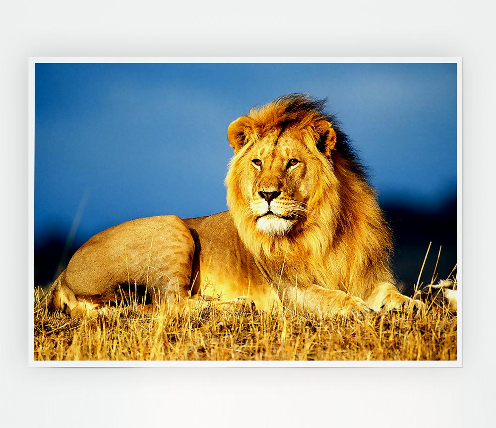 A vibrant African Lion King poster printed on high-quality canvas, showcasing a majestic lion in its natural habitat.