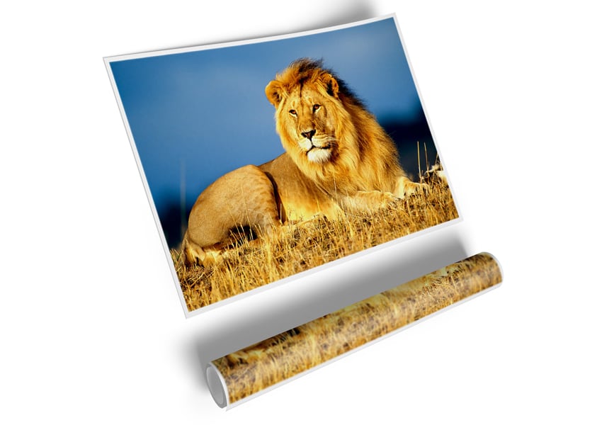 A vibrant African Lion King poster printed on high-quality canvas, showcasing a majestic lion in its natural habitat.