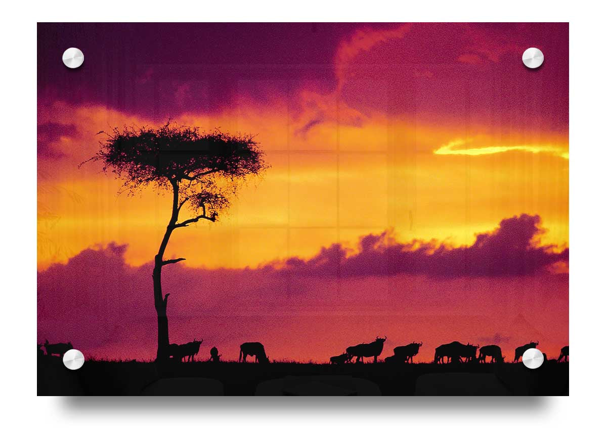 Acrylic print of an African sunset, showcasing vibrant colors over a savannah landscape.