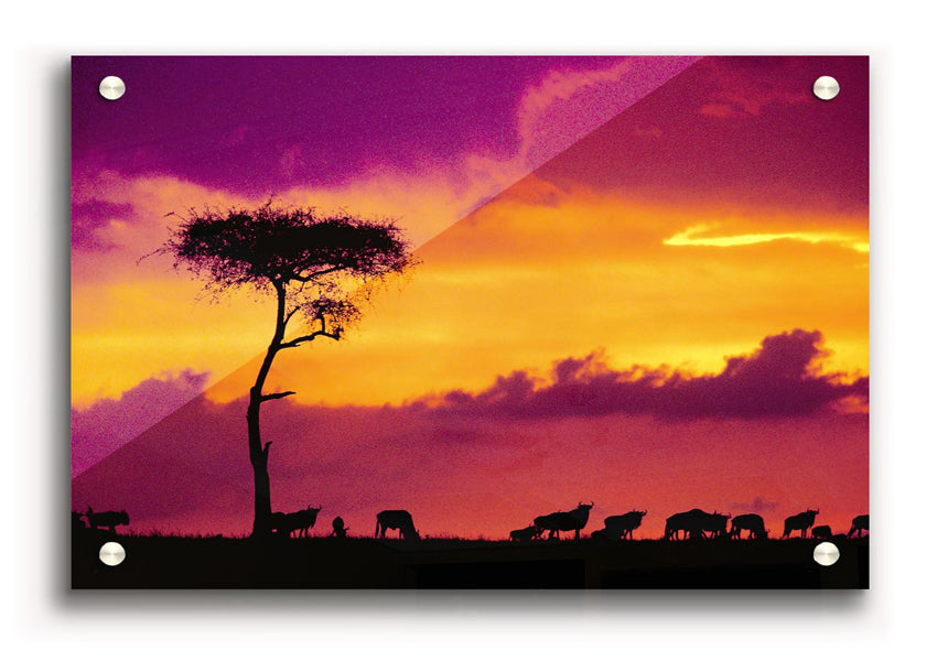 Acrylic print of an African sunset, showcasing vibrant colors over a savannah landscape.