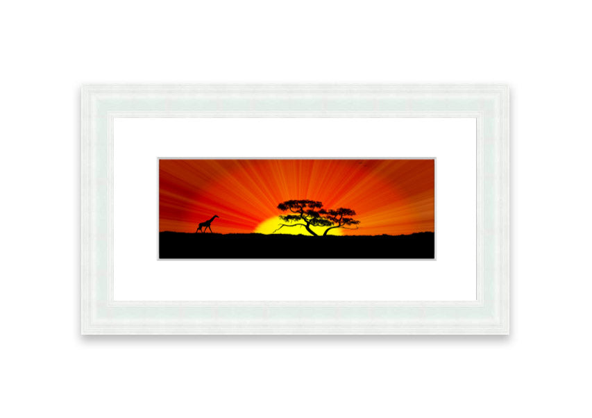 African Sunblaze Cornwall framed print in multiple frame colors, showcasing vibrant colors and intricate details.