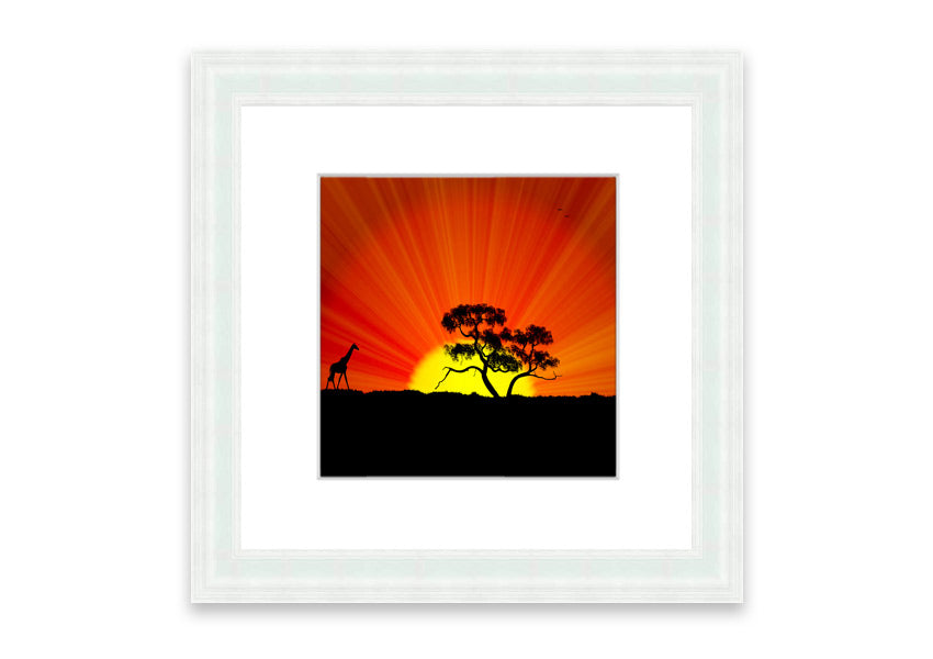 African Sunblaze Cornwall framed print in multiple frame colors, showcasing vibrant colors and intricate details.