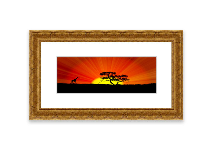 African Sunblaze Cornwall framed print in multiple frame colors, showcasing vibrant colors and intricate details.