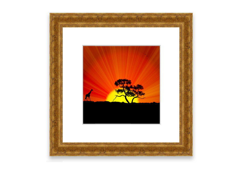 African Sunblaze Cornwall framed print in multiple frame colors, showcasing vibrant colors and intricate details.