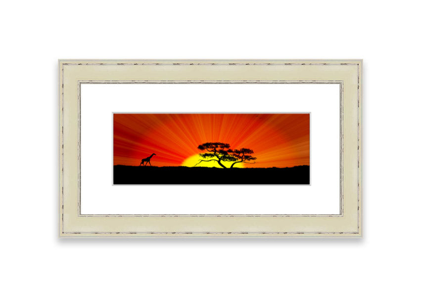 African Sunblaze Cornwall framed print in multiple frame colors, showcasing vibrant colors and intricate details.