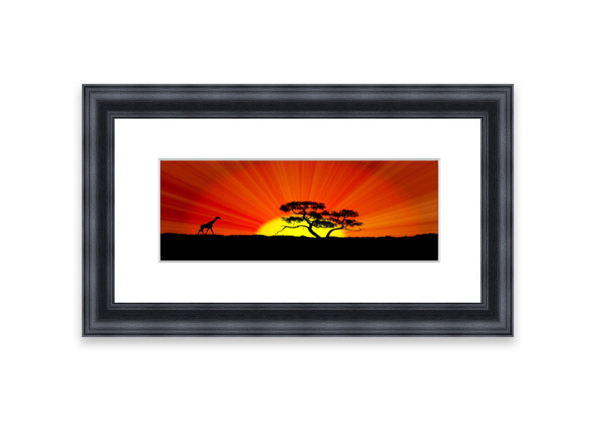 African Sunblaze Cornwall framed print in multiple frame colors, showcasing vibrant colors and intricate details.