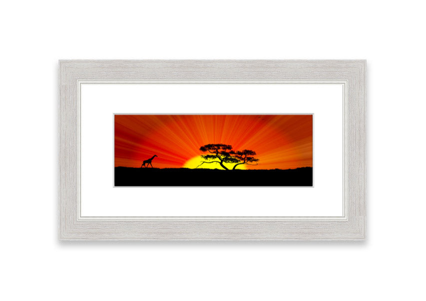 African Sunblaze Cornwall framed print in multiple frame colors, showcasing vibrant colors and intricate details.