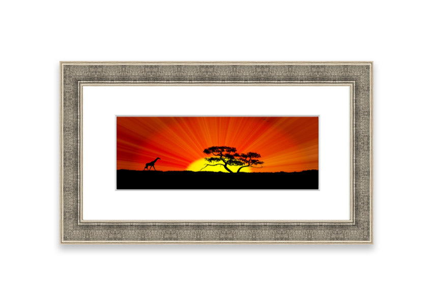 African Sunblaze Cornwall framed print in multiple frame colors, showcasing vibrant colors and intricate details.