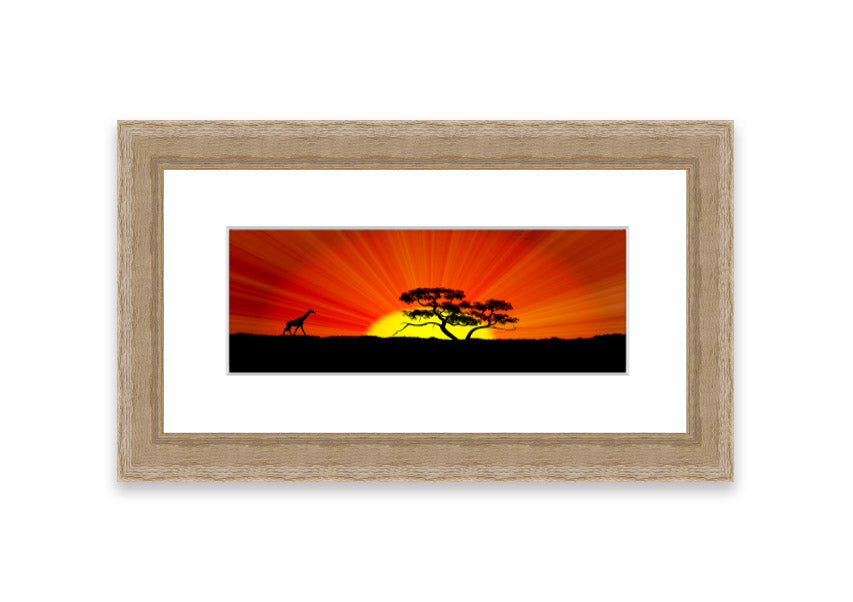 African Sunblaze Cornwall framed print in multiple frame colors, showcasing vibrant colors and intricate details.