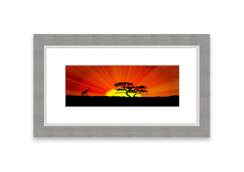 African Sunblaze Cornwall framed print in multiple frame colors, showcasing vibrant colors and intricate details.