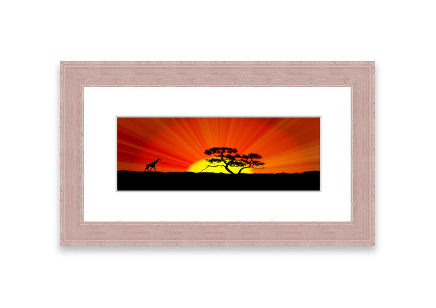 African Sunblaze Cornwall framed print in multiple frame colors, showcasing vibrant colors and intricate details.