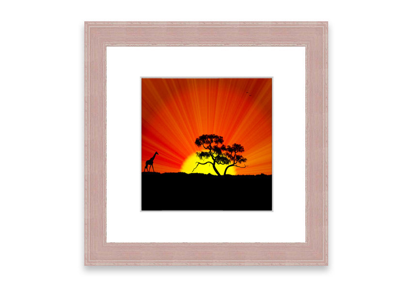 African Sunblaze Cornwall framed print in multiple frame colors, showcasing vibrant colors and intricate details.