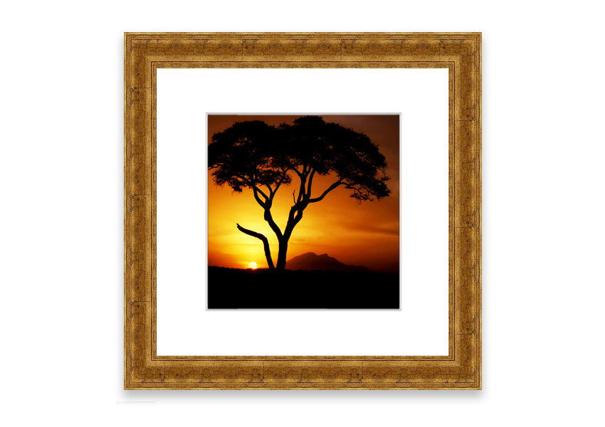 Framed print of an African tree illuminated by golden sunlight, showcasing intricate details and vibrant colors.