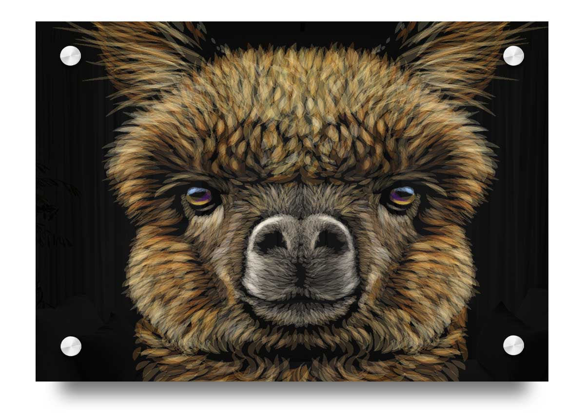 A close-up acrylic print of an alpaca, showcasing its soft fur and gentle expression, mounted on a wall.