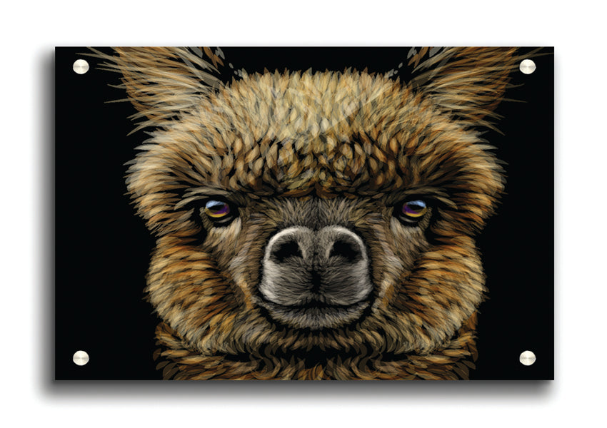 A close-up acrylic print of an alpaca, showcasing its soft fur and gentle expression, mounted on a wall.