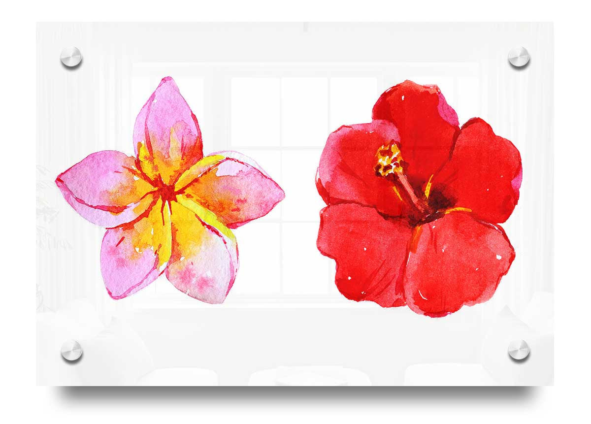 Amaryllis Beauty acrylic print on 5mm thick glass, showcasing vibrant colors and intricate details.