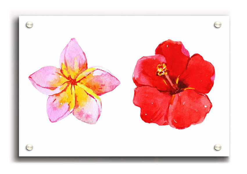 Amaryllis Beauty acrylic print on 5mm thick glass, showcasing vibrant colors and intricate details.