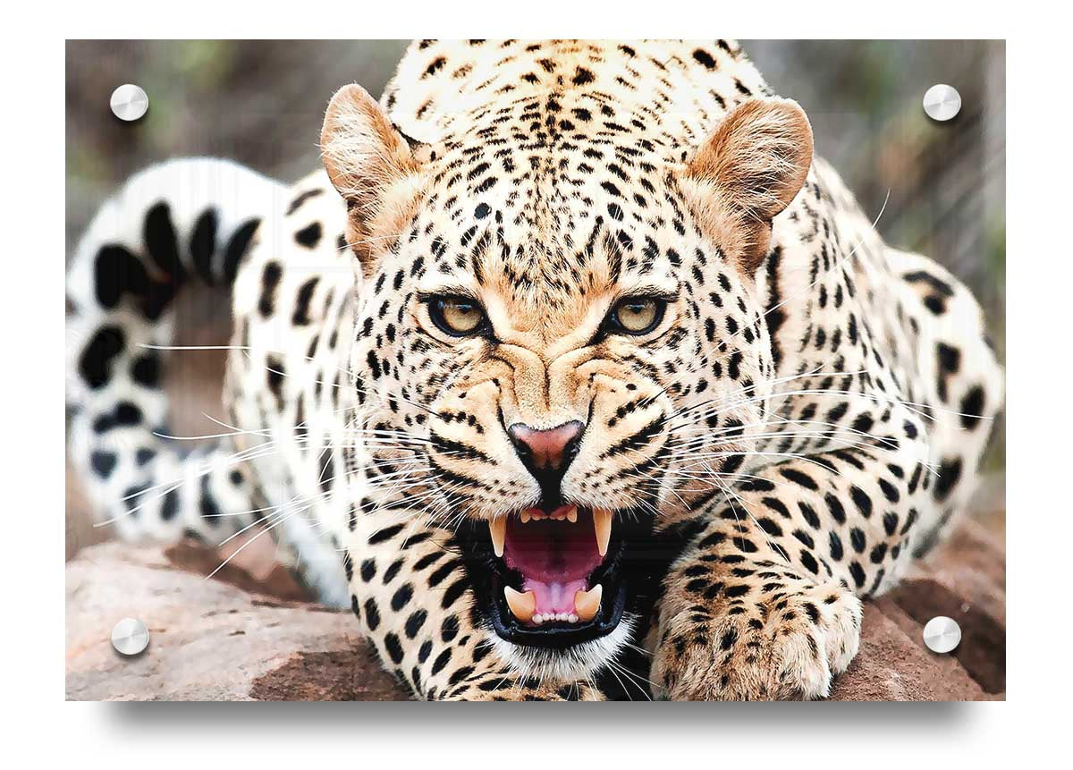 A vibrant acrylic print of a cheetah, showcasing its beauty and grace, mounted on a wall.