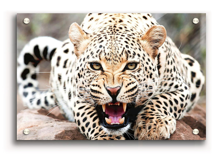 A vibrant acrylic print of a cheetah, showcasing its beauty and grace, mounted on a wall.