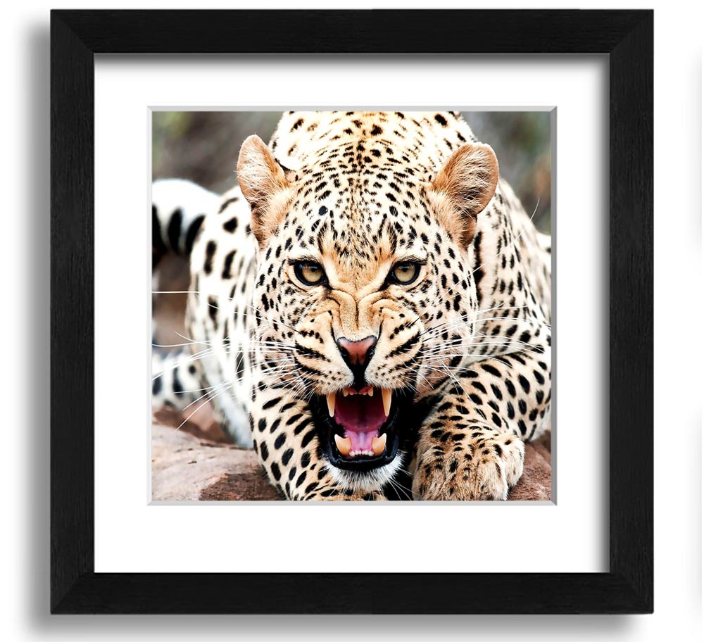 Amazing Cheetah Square Framed Print showcasing a detailed cheetah artwork in a stylish frame.