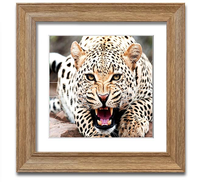 Amazing Cheetah Square Framed Print showcasing a detailed cheetah artwork in a stylish frame.