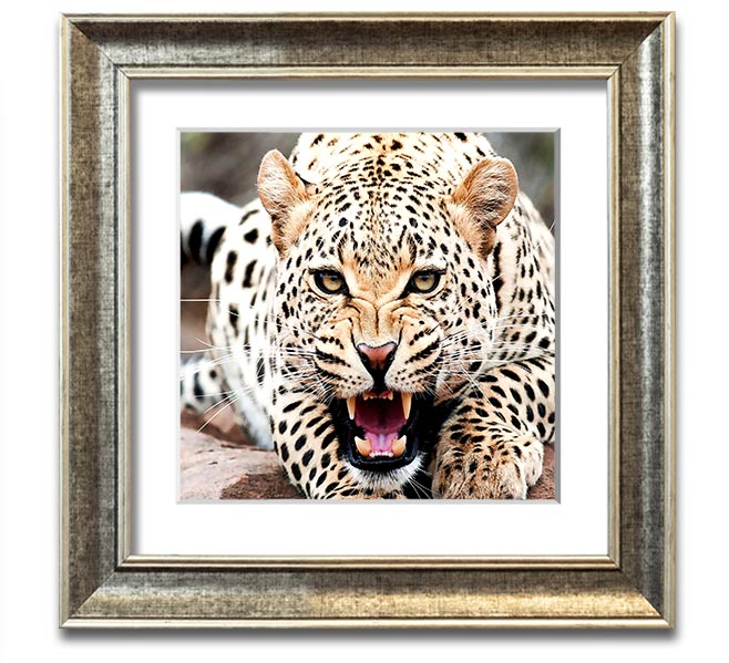 Amazing Cheetah Square Framed Print showcasing a detailed cheetah artwork in a stylish frame.